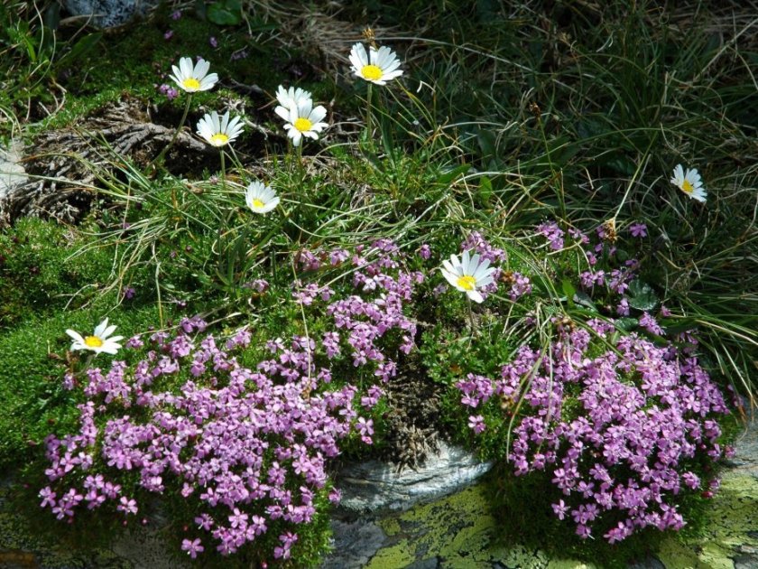 Fiori ed altro a 2300 metri